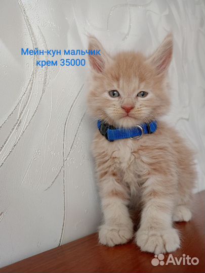 Мейн-кун