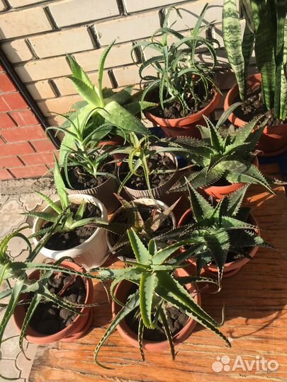 Комнатные цветы алоэ