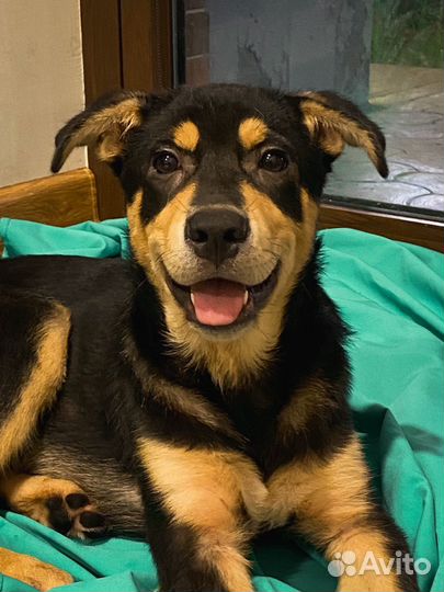 Черный мустанг