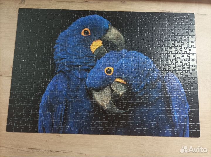 Пазлы Hatber Premium 500 эл. Два синих попугая