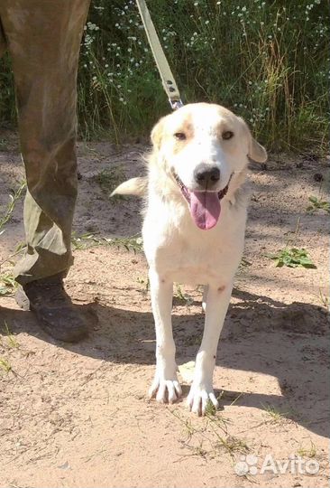 Собака в приюте