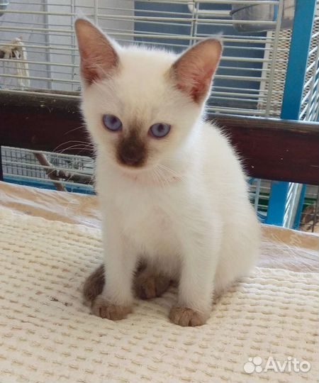Тайские котята