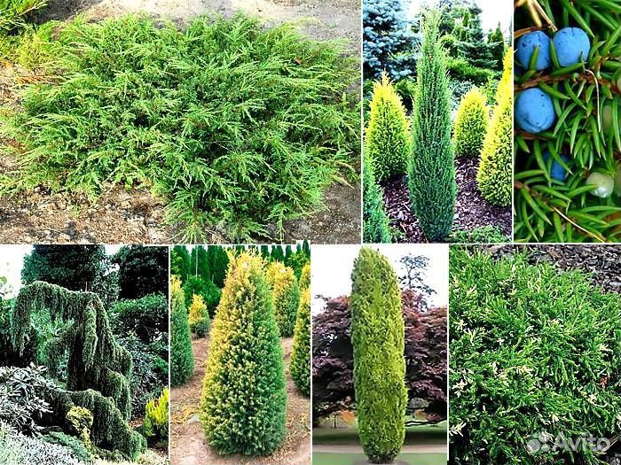 Можжевельник разного сорта голубой зеленый