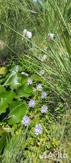 Водный гиацинт