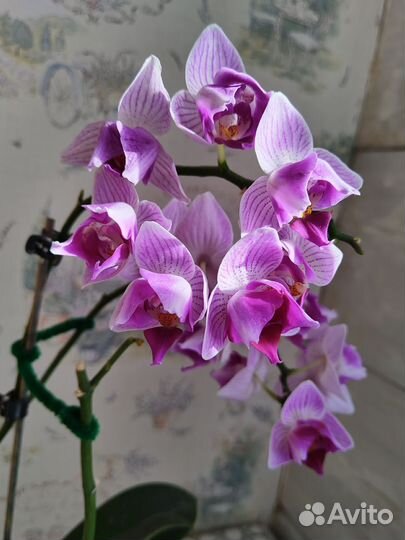 Орхидея Пинк Сансет Герл