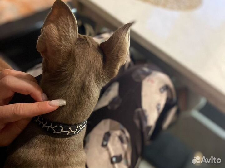 Вязка той-терьер