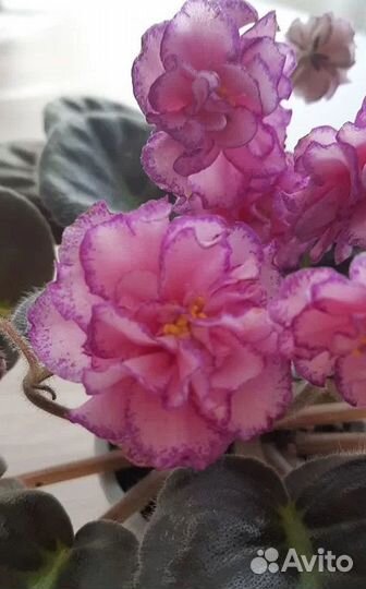 Взрослые фиалки, детки, укорененные листы