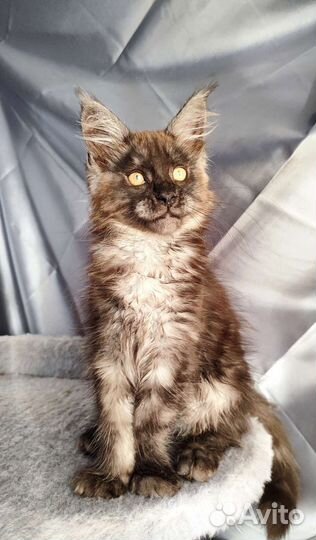 Котята мейн-кун