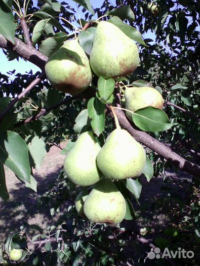 Черенки для прививки