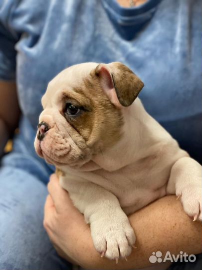 Английский бульдог девочка