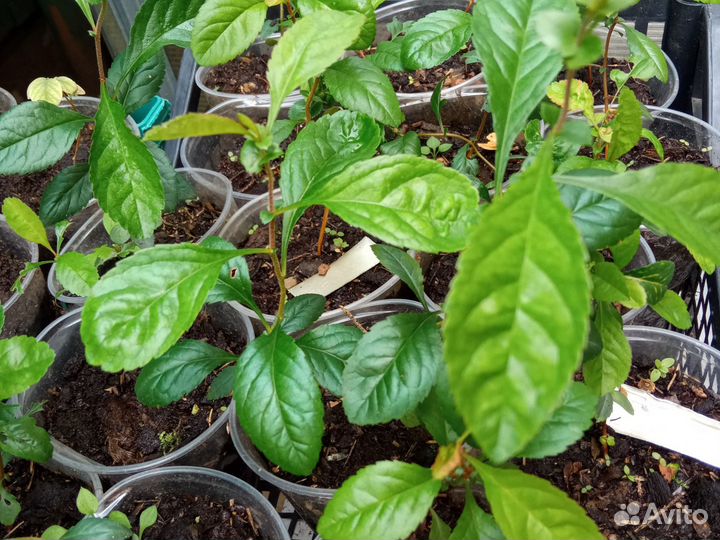 Японская айва - хеномелес