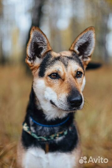 Собака Пчёлка