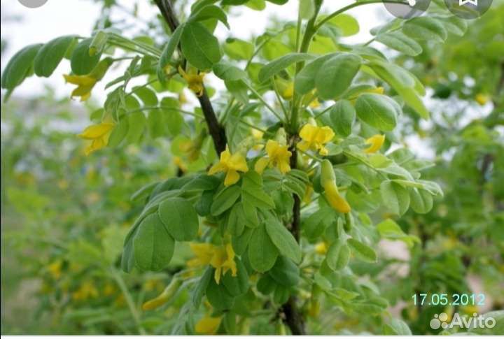 Жёлтая акация