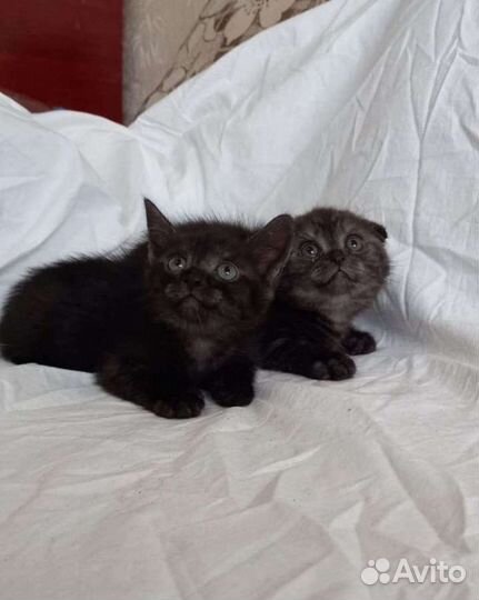 Шотландские котята