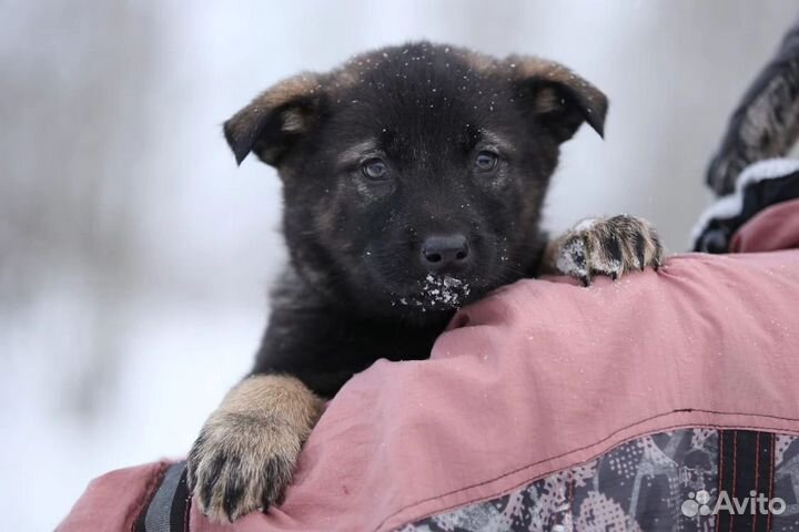 Щенки в беде