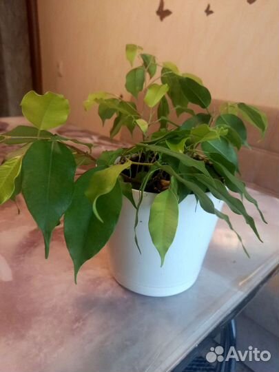 Фикус бенджамина