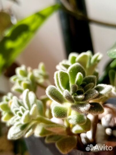 Суккуленты (4)