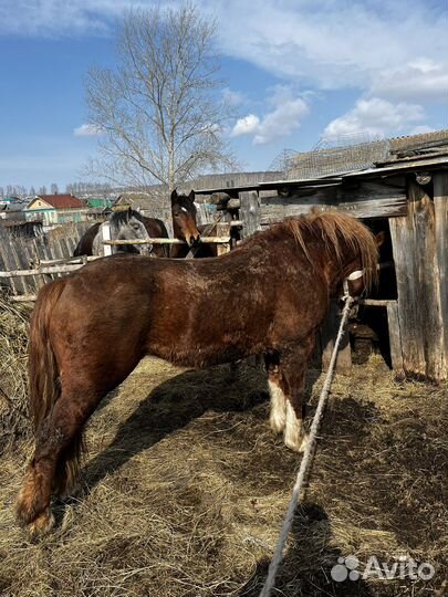 Продам жеребца русский тяжеловоз