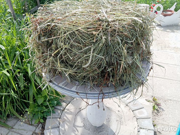Сено для кроликов, свинок, птиц