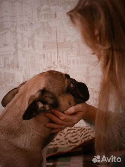 Передержка для собак, занятия, курсы