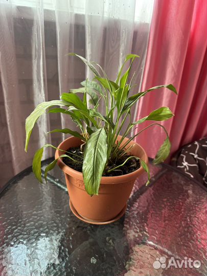 Цветок Любви