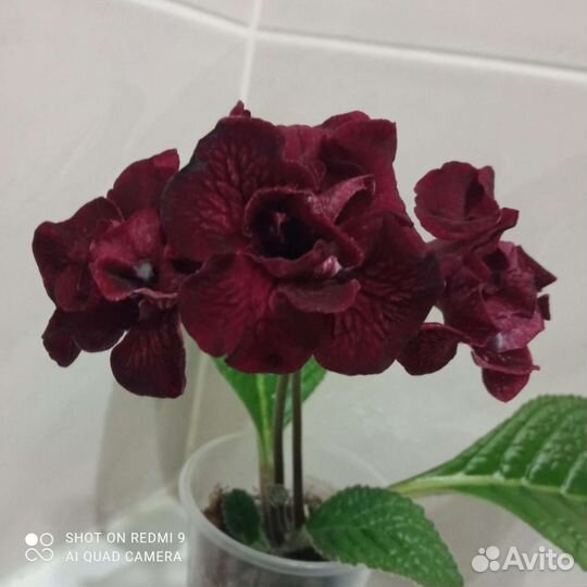 Стрептокарпус, мурайя, замиогулькас