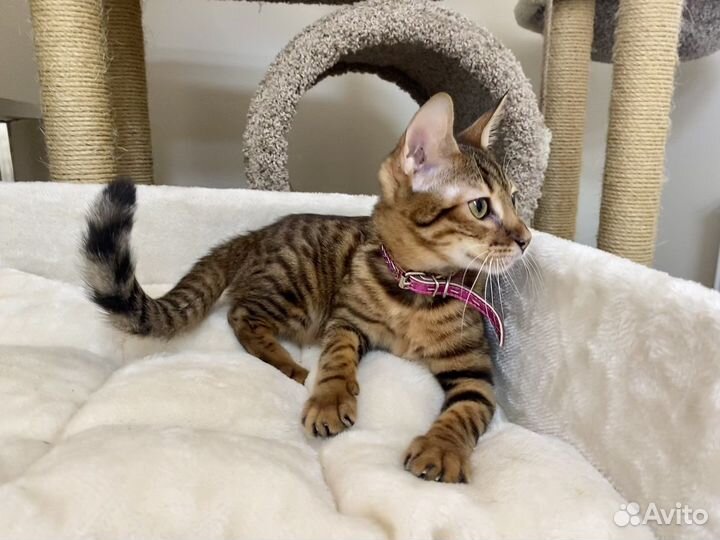 Алк кошечка ф2 Верона