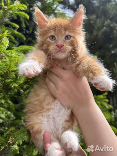 Котята мейн-кун