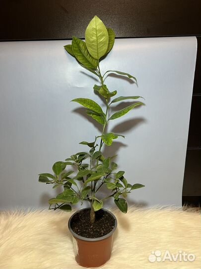 Цитрус кумкват