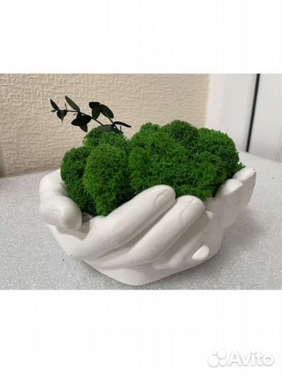 Кашпо со мхом