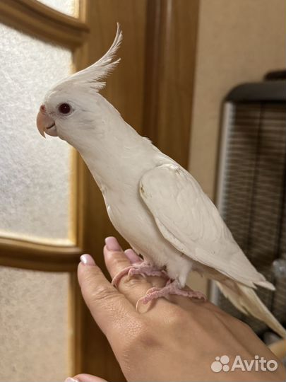 Попугай корелла птенцы