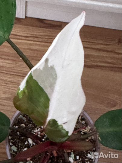 Филодендрон ред андерсон