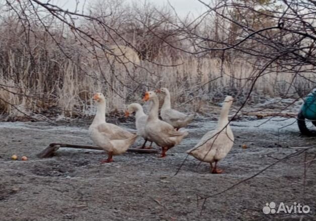 Гуси на племя