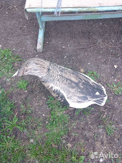 Профеля гусей