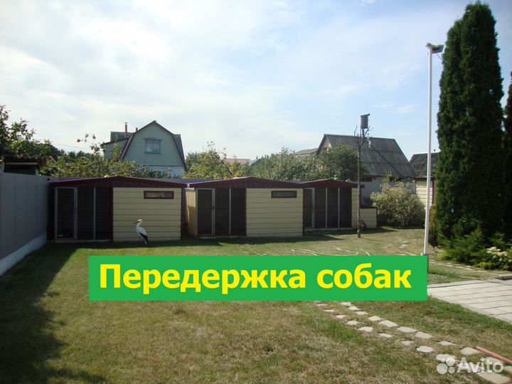 Передержка собак (гостиница для собак)