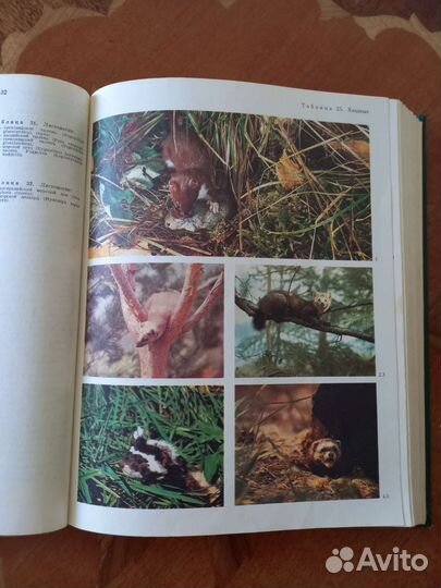 Энциклопедия для детей