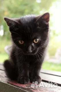 Чëрный котëнок