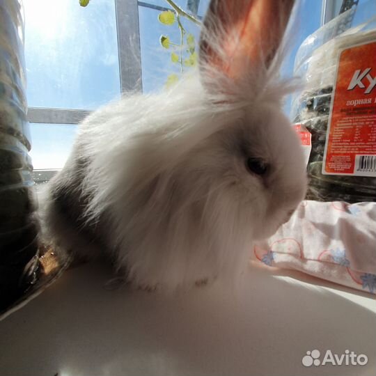 Декоративные кролики