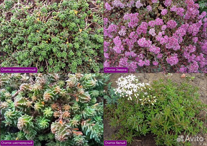 Почвопокровники и суккуленты-очитки и молодило