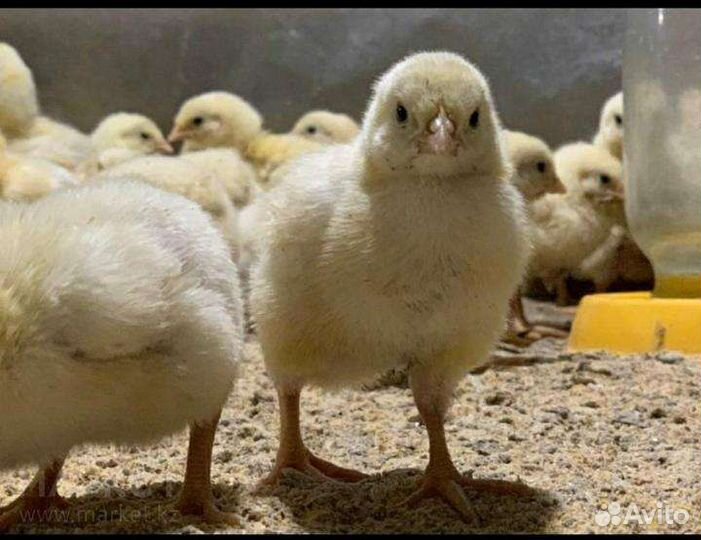 Цыплята бройлеры кобб 500, росс308