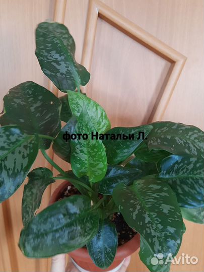 Шизматоглоттис