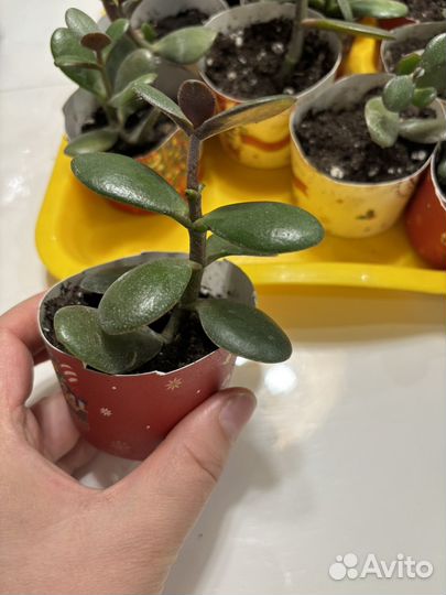 Крассула толстянка