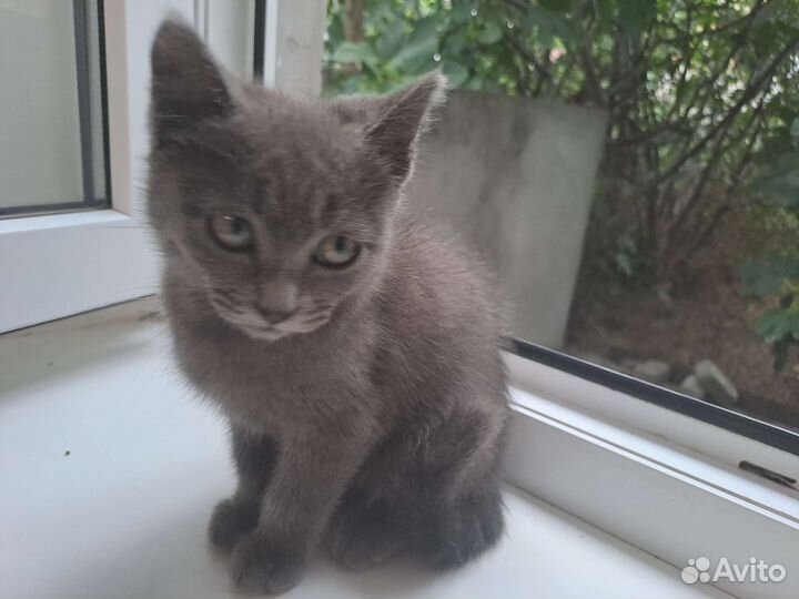 Кошечка в добрые руки