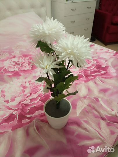 Гиппиаструм