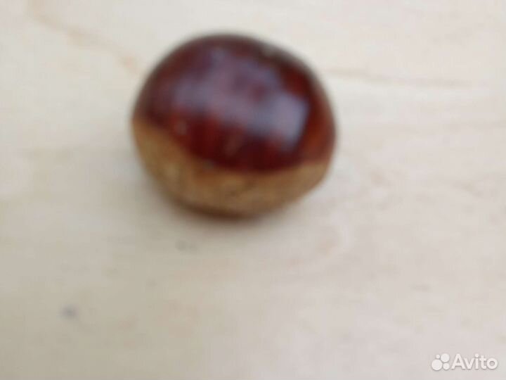 Саженцы каштана съедобного