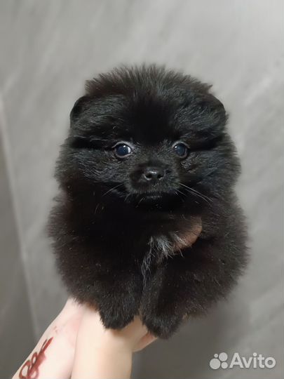 Померанский шпиц мини мальчик