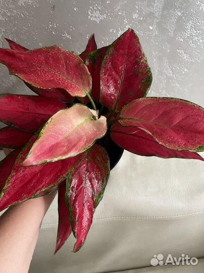 Аглаонема chery беби взрослая