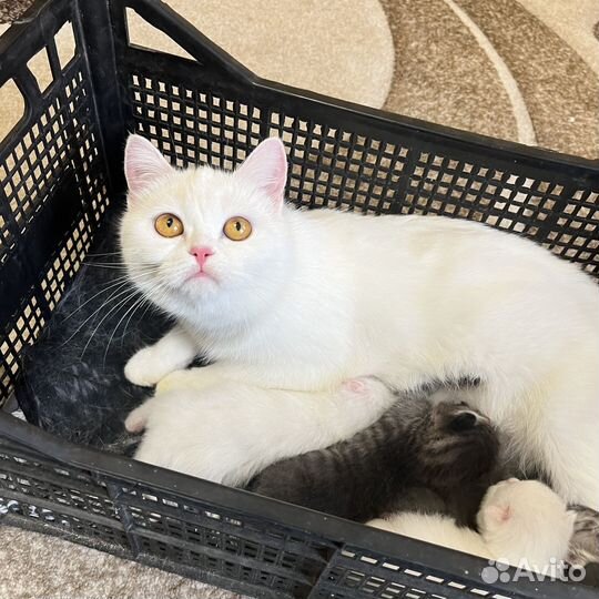 Британские котята