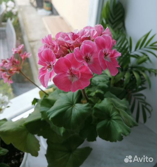 Многолетние цветы для сада