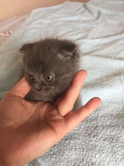 Котята британец шотландцы